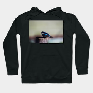 Blue Bird Hoodie